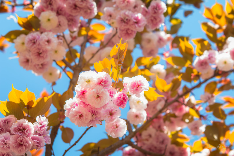 Floraison des cerisiers