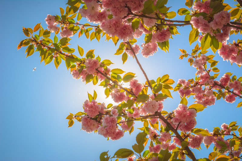 Floraison des cerisiers