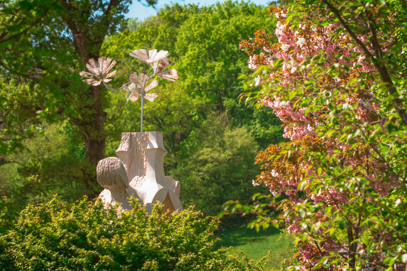 Floraison des cerisiers